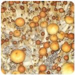Псилоцибиновые (галлюциногенные)  грибы Psilocybin "Golden Teacher" в Торопце