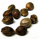 Семена марихуаны АК-47  (Seeds AK-47) в Торопце